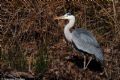 Ardea cinerea